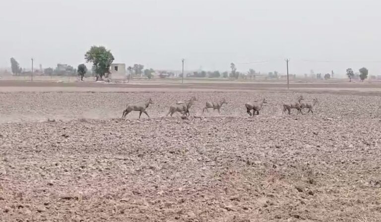 ਤਰਨ ਤਾਰਨ ਦੇ ਮੰਡ ਏਰੀਏ ਦੇ ਕਿਸਾਨ ਜੰਗਲੀ ਜਾਨਵਰਾਂ ਤੋਂ ਪ੍ਰੇਸ਼ਾਨ/ ਕਿਸਾਨਾਂ ਦੀਆਂ ਫਸਲਾਂ ਦਾ ਵੱਡੀ ਪੱਧਰ ਤੇ ਉਜਾੜਾ ਕਰ ਰਹੇ ਜੰਗਲੀ ਜਾਨਵਰ/ ਸਰਕਾਰ ਤੋਂ ਜੰਗਲੀ ਜਾਨਵਰਾਂ ਨੂੰ ਉਨ੍ਹਾਂ ਦੇ ਇਲਾਕੇ ਚ ਪਹੁੰਚਾਉਣ ਦੀ ਅਪੀਲ