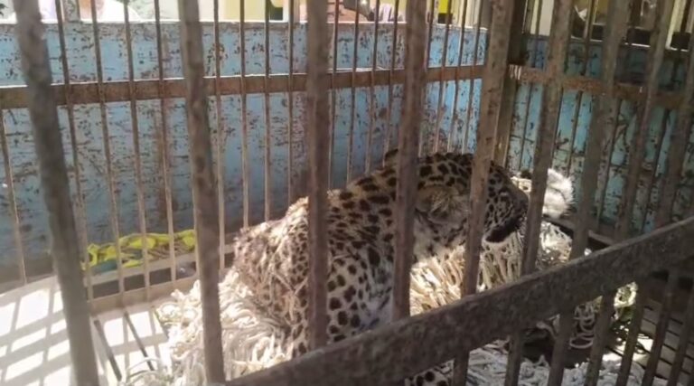 ਨੰਗਲ ’ਚ ਤੇਦੂਆਂ ਕਾਬੂ/ ਰੁੱਖ ’ਤੇ ਚੜ੍ਹ ਕੇ ਬੈਠੇ ਨੂੰ ਕੀਤਾ ਬੇਹੋਸ਼/  ਟੀਮ ਦੇ ਆਉਣ ’ਚ ਦੇਰੀ ਕਾਰਨ ਦਹਿਸ਼ਤ ’ਚ ਰਹੇ ਲੋਕ