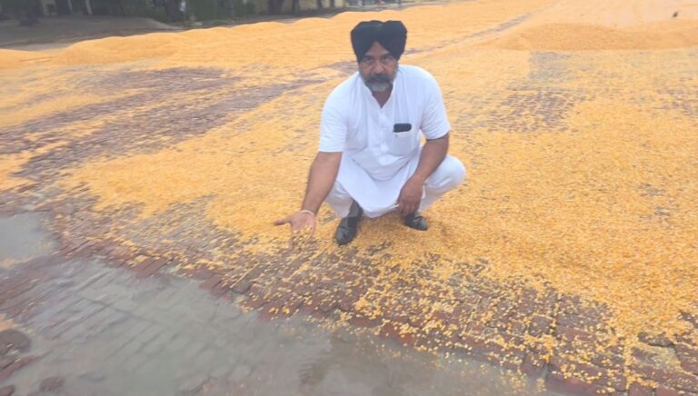 ਸਮਰਾਲਾ ’ਚ ਮੀਂਹ ਦੀ ਭੇਂਟ ਚੜ੍ਹੀ ਕਿਸਾਨਾਂ ਦੀ ਮੱਕੀ ਦੀ ਫ਼ਸਲ/ ਭਾਰੀ ਮੀਂਹ ਨੇ ਖੋਲ੍ਹੀ ਮਾਰਕੀਟ ਕਮੇਟੀ ਦੇ ਦਾਅਵਿਆਂ ਦੀ ਪੋਲ