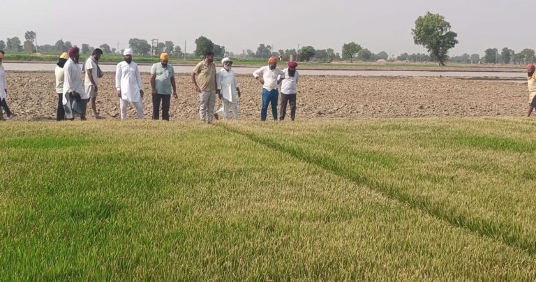 ਤਰਨ ਤਾਰਨ ’ਚ ਰੰਜ਼ਿਸ਼ ਤਹਿਤ ਬਰਬਾਦ ਕੀਤੀ ਝੋਨੇ ਦੀ ਪਨੀਰੀ/ 30 ਕਿੱਲਿਆਂ ਦੇ ਪਨੀਰੀ ’ਤੇ ਰਾਉਂਡਅਪ ਦਵਾਈ ਦਾ ਕੀਤਾ ਸਪਰੇਅ/ ਪੀੜਤ ਕਿਸਾਨ ਨੇ ਪੁਲਿਸ ਕੋਲ ਸ਼ਿਕਾਇਤ ਦੇ ਕੇ ਮੰਗਿਆ ਇਨਸਾਫ