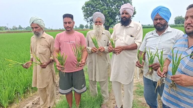 ਸਮਰਾਲਾ ਇਲਾਕੇ ’ਚ ਝੋਨੇ ’ਤੇ ਬੋਨਾ ਵਾਇਰਸ ਦੇ ਹਮਲੇ ਨੇ ਵਧਾਈ ਚਿੰਤਾ;  ਕਿਸਾਨਾਂ ਨੇ ਖੇਤੀਬਾੜੀ ਮਹਿਕਮੇ ਤੋਂ ਛੇਤੀ ਹੱਲ ਦੀ ਕੀਤੀ ਮੰਗ; ਅਧਿਕਾਰੀ ਨੇ ਜਾਂਚ ਤੋਂ ਬਾਅਦ ਢੁੱਕਵੇਂ ਕਦਮ ਚੁੱਕਣ ਦਾ ਭਰੋਸਾ
