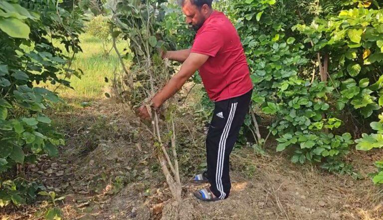 ਸੰਗਰੂਰ ਦੇ ਪਿੰਡ ਭਟਾਲ ਕਲਾਂ ’ਚ ਬੂਟੇ ਪੁੱਟਣ ਦਾ ਮੁੱਦਾ ਗਰਮਾਇਆ; ਛੱਪੜ ਦੀ ਸਫਾਈ ਦੌਰਾਨ ਜੇਸੀਬੀ ਨਾਲ ਪੁੱਟੇ ਸੀ ਸੈਂਕੜੇ ਬੂਟੇ; ਜੀਓ ਤੇ ਜਿਉਣ ਦਿਓ ਸੰਸਥਾ ਨੇ ਕਾਰਵਾਈ ਦੀ ਕੀਤੀ ਮੰਗ