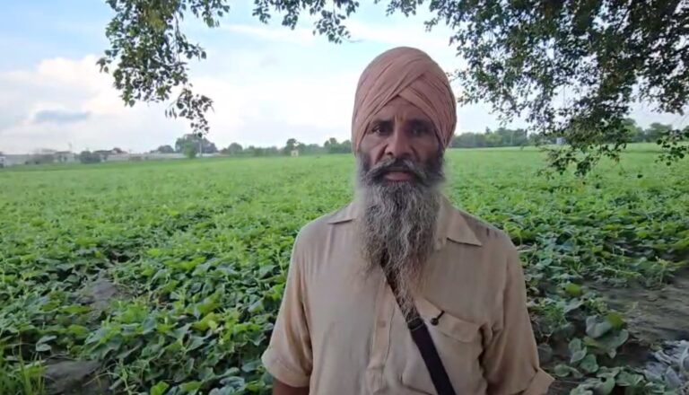 ਸੰਗਰੂਰ ’ਚ ਮੀਂਹ ਨੇ ਤੋੜੇ ਸਬਜ਼ੀ ਕਾਸ਼ਤਕਾਰ ਕਿਸਾਨਾਂ ਦੇ ਸੁਪਨੇ; ਲਗਾਤਾਰ ਪੈ ਰਹੇ ਮੀਂਹ ਕਾਰਨ ਕੱਦੂ ਦੀ ਫਸਲ ਦਾ ਨੁਕਸਾਨ