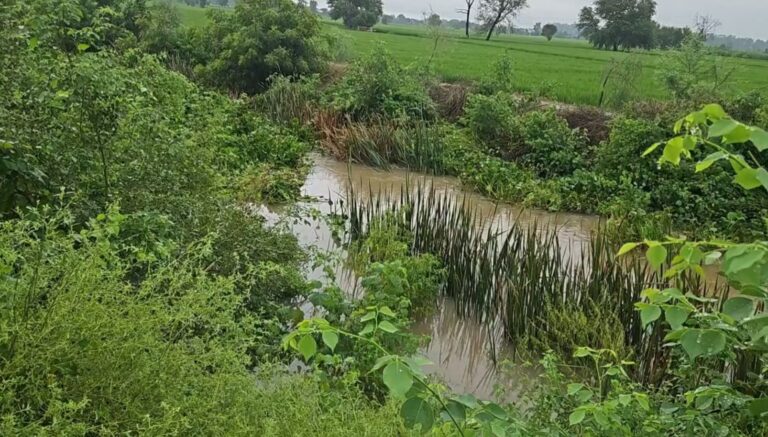 ਲਹਿਰਾਗਾਗਾ ’ਚ ਡਰੇਨਾਂ ਦੀ ਸਫਾਈ ਨਾ ਹੋਣ ਕਾਰਨ ਨੁਕਸਾਨ; ਪਾਣੀ ਦੀ ਨਿਕਾਸੀ ਨਾ ਹੋਣ ਕਾਰਨ ਸੈਂਕੜੇ ਏਕੜ ਫ਼ਸਲ ਖ਼ਰਾਬ; ਓਵਰਫਲੋਅ ਹੋ ਕੇ ਖੇਤਾਂ ’ਚ ਵੜ੍ਹਿਆ ਪਾਣੀ, ਕਿਸਾਨਾਂ ’ਚ ਰੋਸ