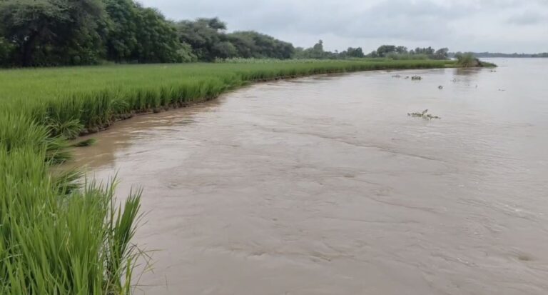 ਫਿਰੋਜ਼ਪੁਰ ’ਚ ਧੁੱਸੀ ਬੰਨ ਨੂੰ ਸਤਲੁਜ ਦਰਿਆ ਨੇ ਲਾਈ ਢਾਹ; ਜ਼ਮੀਨ ਵਹਾ ਕੇ ਲੈ ਗਿਆ ਦਰਿਆ; ਨਹੀਂ ਬਹੁੜਿਆ ਪ੍ਰਸ਼ਾਸਨ, ਲੋਕ ਕਰ ਰਹੇ ਉਡੀਕ