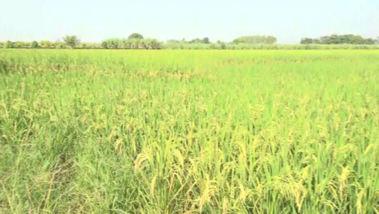 ਹੁਸ਼ਿਆਰਪੁਰ ’ਚ ਝੋਨੇ ਨੂੰ ਹਲਦੀ ਰੋਗ ਦੀ ਮਾਰ;  100 ਏਕੜ ਦੇ ਫ਼ਸਲ ਨੂੰ ਪਹੁੰਚਿਆ ਨੁਕਸਾਨ; ਮੁਆਵਜ਼ੇ ਦੀ ਕੀਤੀ ਮੰਗ