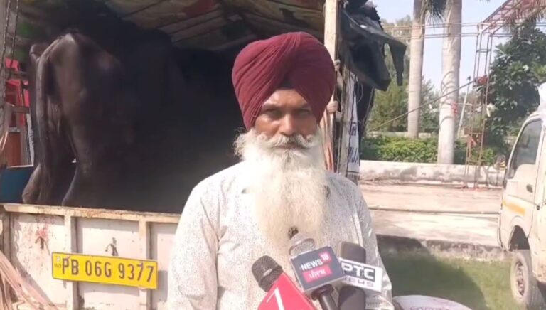 ਗੁਰਦਾਸਪੁਰ ਦੇ ਹੜ੍ਹ ਪੀੜਤਾਂ ਨੂੰ ਮੁਹੱਈਆ ਕਰਵਾਏ ਪਸ਼ੂ; ਗਲੋਬਲ ਸਿੱਖ ਸੰਸਥਾ ਨੇ ਲਾਇਆ ਪਸ਼ੂਆਂ ਦਾ ਲੰਗਰ