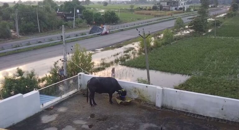 ਹੜ੍ਹ ਪੀੜਤ ਕਿਸਾਨ ਨੇ ਕਾਇਮ ਕੀਤੀ ਪਸ਼ੂ-ਪ੍ਰੇਮ ਦੀ ਮਿਸਾਲ; ਆਪਣੀ ਕੋਠੀ ਦੀ ਛੱਤ ’ਤੇ ਬਣਾਇਆ ਡੰਗਰਾਂ ਦਾ ਆਸ਼ਿਆਨਾ