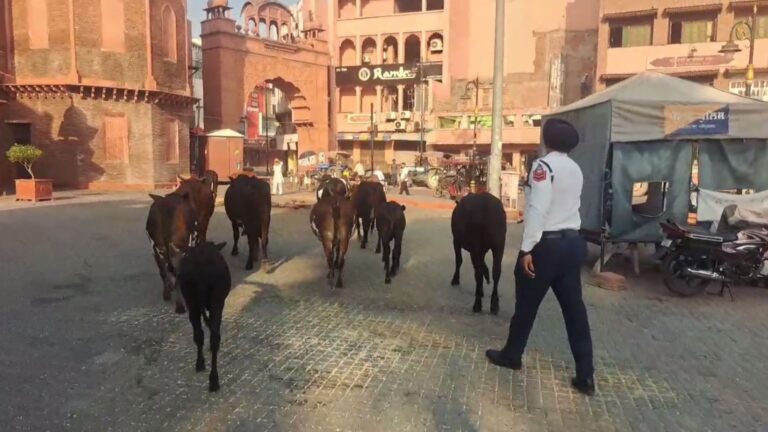 ਅੰਮ੍ਰਿਤਸਰ ’ਚ ਆਵਾਰਾ ਪਸ਼ੂਆਂ ਦੀ ਭਰਮਾਰ;  ਹਾਦਸਿਆਂ ਨੂੰ ਸੱਦਾ ਦੇ ਰਹੇ ਵੱਡੀ ਗਿਣਤੀ ਪਸ਼ੂ; ਪ੍ਰਸ਼ਾਸਨ ਤੋਂ ਇਸ ਪਾਸੇ ਧਿਆਨ ਦੇਣ ਦੀ ਮੰਗ