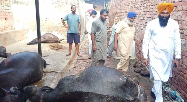 ਫਤਹਿਗੜ੍ਹ ਦੇ ਪਿੰਡ ਚੁੰਨੀ ਮਾਜਰਾ ’ਚ ਵੱਡਾ ਹਾਦਸਾ; ਬਿਜਲੀ ਦੇ ਸ਼ਾਰਟ ਸਰਕਟ ਕਾਰਨ 5 ਮੱਝਾਂ ਦੀ ਮੌਤ