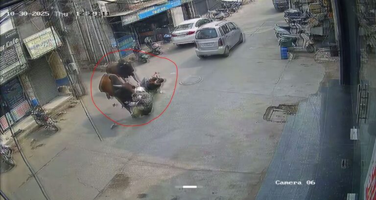 ਮਲੋਟ ’ਚ ਢੱਠਿਆਂ ਦੀ ਲੜਾਈ ’ਚ ਲੜਕੀਆਂ ਜ਼ਖ਼ਮੀ; ਲੜਾਈ ਦੌਰਾਨ ਐਕਟਿਵਾ ਸਵਾਰਾਂ ਨੂੰ ਮਾਰੀ ਟੱਕਰ; ਘਟਨਾ ਸੀਸੀਟੀਵੀ ਕੈਮਰੇ ’ਚ ਕੈਦ