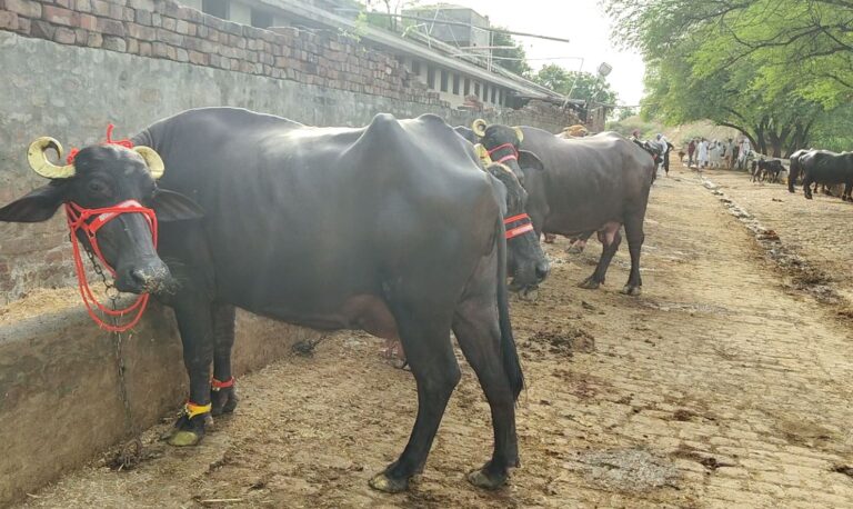 ਬਠਿੰਡਾ ਦੇ ਡੇਰਾ ਰੂਮੀ ਵਾਲਾ ਵੱਲੋਂ ਹੜ੍ਹ ਪੀੜਤਾਂ ਦੀ ਮਦਦ; ਹੜ੍ਹ ਪੀੜਤਾਂ ਨੂੰ ਵੰਡੀਆਂ ਦੁਧਾਰੂ ਗਾਵਾਂ ਤੇ ਮੱਝਾਂ