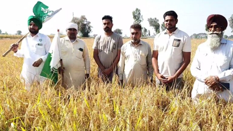 ਮਾਨਸਾ ’ਚ ਅਧਿਕਾਰੀਆਂ ਦਾ ਅਨੋਖਾ ਕਾਰਨਾਮਾ; ਖੜ੍ਹੀ ਫ਼ਸਲ ਦੀ ਦਰਜ ਕੀਤੀ ਝੂਠੀ ਐਫਆਈਆਰ;  ਕਿਸਾਨ ਜਥੇਬੰਦੀ ਦਾ ਸਰਕਾਰ ਖਿਲਾਫ਼ ਪ੍ਰਦਰਸ਼ਨ