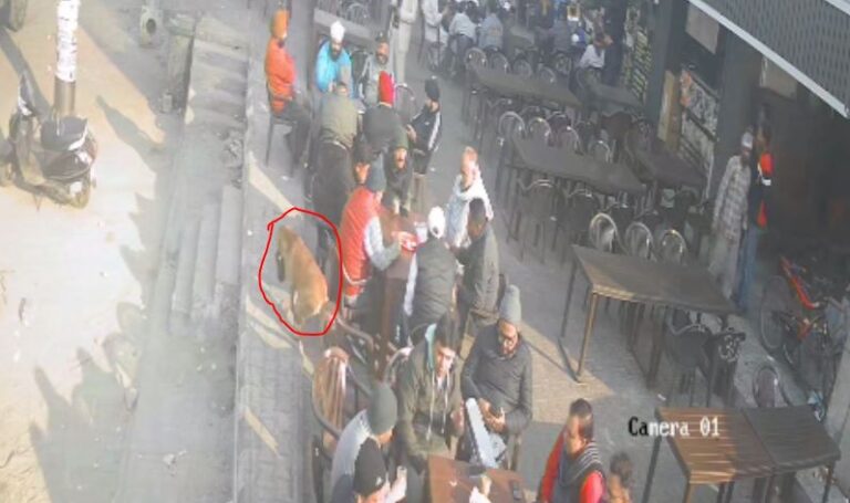 ਅੰਮ੍ਰਿਤਸਰ ’ਚ ਕੁੱਤਾ ਪਰਸ ਲੈ ਕੇ ਫਰਾਰ; ਘਟਨਾ ਸੀਸੀਟੀਵੀ ਕੈਮਰੇ ’ਚ ਕੈਦ; ਚਾਹ ਪੀਦੇ ਨੌਜਵਾਨ ਦਾ ਪਰਸ ਲੈ ਗਿਆ ਕੁੱਤਾ