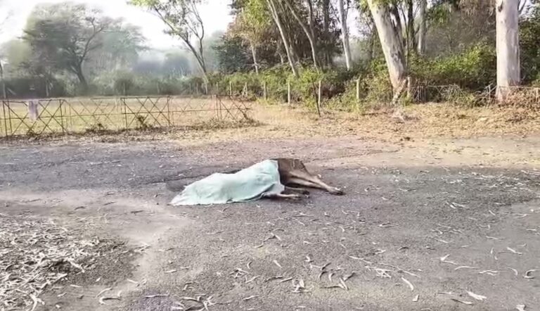 ਨੰਗਲ ਉਪ ਮੰਡਲ ’ਚ ਸ਼ਿਕਾਰੀਆਂ ਦੇ ਹੌਂਸਲੇ ਬੁਲੰਦ/ ਨਿਰਦਈ ਢੰਗ ਨਾਲ ਕਰ ਰਹੇ ਬੇਜ਼ੁਬਾਨਾਂ ਦਾ ਸ਼ਿਕਾਰ/ ਆਟੇ ’ਚ ਛੁਪਾ ਕੇ ਰੱਖੇ ਗੋਲੇ ਨਾਲ ਸਾਂਬਰ ਦੀ ਮੌਤ