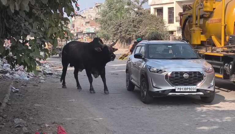 ਸੰਗਰੂਰ ਸ਼ਹਿਰ ’ਚ ਅਵਾਰਾ ਪਸ਼ੂਆਂ ਤੋਂ ਲੋਕ ਪ੍ਰੇਸ਼ਾਨ/ ਗਊ ਸੈਂਸ ਵਸੂਲਣ ਦੇ ਬਾਵਜੂਦ ਸੰਭਾਲ ਨਾ ਹੋਣ ’ਤੇ ਚੁੱਕੇ ਸਵਾਲ