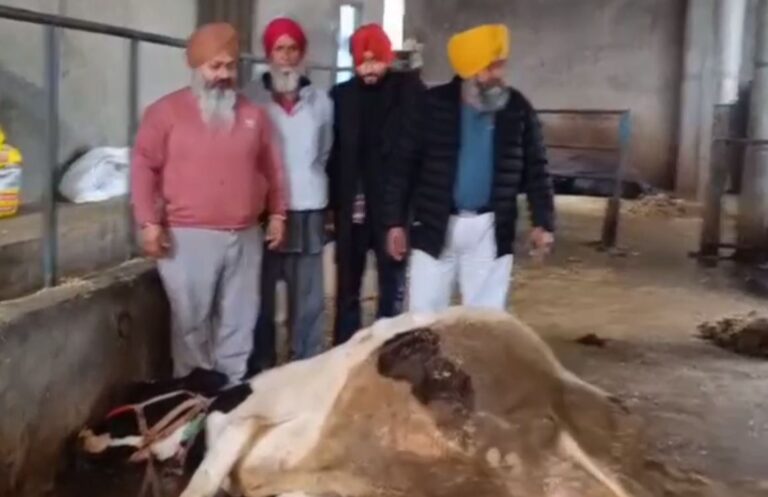 ਗੁਰਦਾਸਪੁਰ ’ਚ ਬੇਜ਼ੁਬਾਨਾਂ ’ਤੇ ਢਾਹਿਆ ਕਹਿਰ/ ਦੋ ਗਾਵਾਂ ਦੀ ਮੌਤ, ਕਈਆਂ ਦੀ ਹਾਲਤ ਗੰਭੀਰ