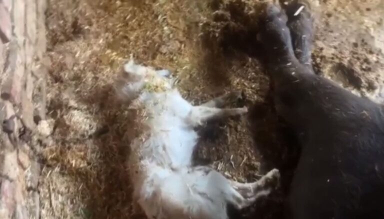 ਗੁਰਦਾਸਪੁਰ ਦੇ ਹੜ੍ਹ ਪੀੜਤ ’ਤੇ ਅੱਗ ਦਾ ਕਹਿਰ/ ਸ਼ੈਡ ਨੂੰ ਅੱਗ ਨਾਲ 10 ਦੁਧਾਰੂ ਪਸ਼ੂਆਂ ਦੀ ਮੌਤ/ ਇਕ ਬੱਕਰਾਂ ਤੇ ਕੁੱਤਾ ਵੀ ਚੜ੍ਹਿਆ ਅੱਗ ਦੀ ਭੇਂਟ