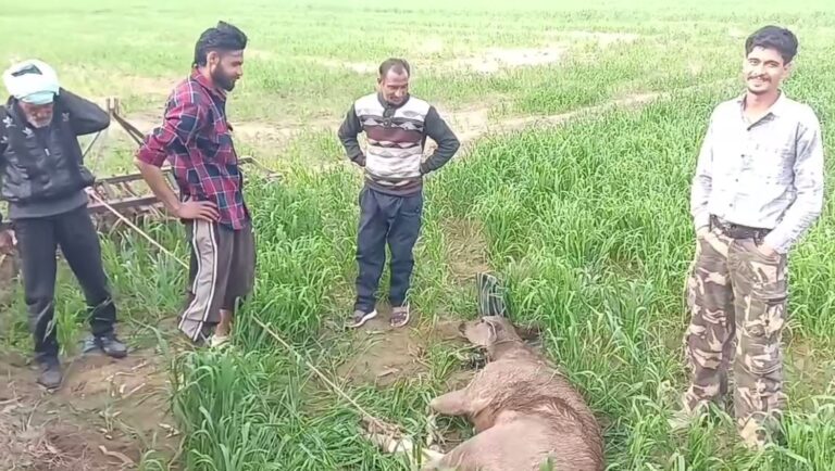 ਗੁਰਦਾਸਪੁਰ ’ਚ ਲੋਕਾਂ ਨੇ ਬਚਾਈ ਸਾਂਭਰ ਦੀ ਜਾਨ/ ਪਿੰਡ ’ਚ ਸਾਂਬਰ ਦਾ ਕੁੱਝ ਲੋਕ ਕਰ ਰਹੇ ਸੀ ਸ਼ਿਕਾਰ/ ਜੰਗਲਾਤ ਵਿਭਾਗ ਨੇ ਕੀਤਾ ਰੈਸਕਿਊ