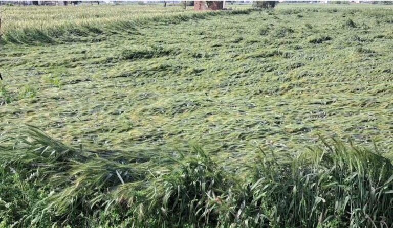 ਅਜਨਾਲਾ ’ਚ ਬੇਮੌਸਮੀ ਬਾਰਸ਼ ਨੇ ਡਰਾਏ ਕਿਸਾਨ/ ਗੜੇਮਾਰੀ ਤੇ ਤੇਜ਼ ਬਾਰਿਸ਼ ਕਾਰਨ ਕਣਕ ਦਾ ਨੁਕਸਾਨ/ ਘਟਣ ਦਾ ਖਦਸ਼ਾ