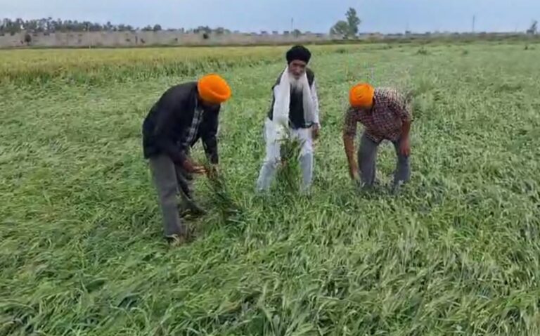 ਅਜਨਾਲਾ ’ਚ ਮੌਸਮ ਮਿਜ਼ਾਜ ਨੇ ਡਰਾਏ ਕਿਸਾਨ/  ਧਰਤੀ ’ਤੇ ਵਿੱਛੀ ਸੈਂਕੜੇ ਏਕੜ ਕਣਕ ਦੀ ਫਸਲ/ ਪੰਜਾਬ ਸਰਕਾਰ ਤੋਂ ਮੁਆਵਜ਼ੇ ਦੀ ਕੀਤੀ ਮੰਗ