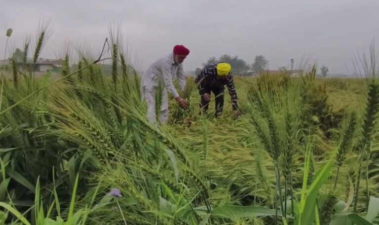 ਸੰਗਰੂਰ ‘ਚ ਭਾਰੀ ਮੀਂਹ ਨੇ ਤੋੜੇ ਕਿਸਾਨਾਂ ਦੇ ਸੁਪਨੇ/ ਬਰਬਾਦ ਹੋਈ ਪੁੱਤਾਂ ਵਾਂਗ ਪਾਲੀ ਕਣਕ ਦੀ ਫਸਲ/ ਸਰਕਾਰ ਅੱਗੇ ਮਦਦ ਲਈ ਗੁਹਾਰ