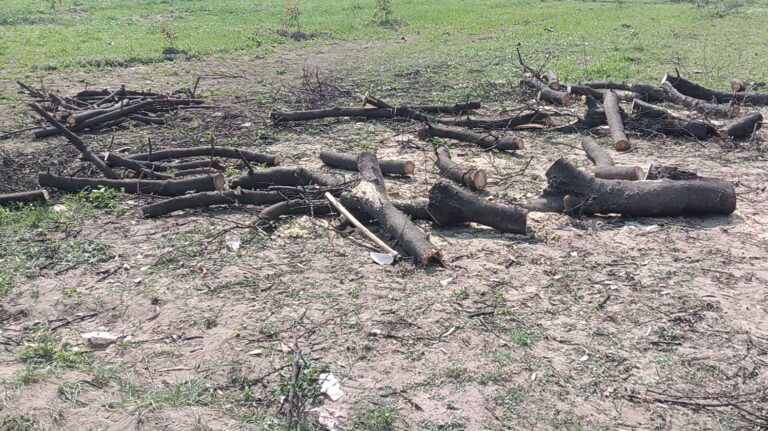 ਮਾਛੀਵਾੜਾ ਸਾਹਿਬ ਨੇੜਲੇ ਜੰਗਲਾਂ ’ਚੋਂ ਲੱਕੜ ਚੋਰੀ/ ਤਿੰਨ ਵੱਡੇ ਦਰੱਖਤ ਵੱਢ ਕੇ ਚੋਰ ਫਰਾਰ/ ਜੰਗਲਾਤ ਵਿਭਾਗ ਨੇ ਮੌਕੇ ਤੇ ਪਹੁੰਚ ਕੇ ਜਾਂਚ ਆਰੰਭੀ