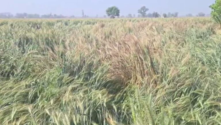 ਮਾਨਸਾ ਜ਼ਿਲ੍ਹੇ ਅੰਦਰ ਮੀਂਹ ਕਾਰਨ ਫ਼ਸਲਾਂ ਬਰਬਾਦ/ ਕਣਕ, ਸਰੋਂ ਤੇ ਸਬਜ਼ੀਆਂ ਦਾ ਹੋਇਆ ਭਾਰੀ ਨੁਕਸਾਨ/ ਕਿਸਾਨ ਆਗੂਆਂ ਵੱਲੋਂ ਤੁਰੰਤ ਮੁਆਵਜ਼ੇ ਦੀ ਮੰਗ