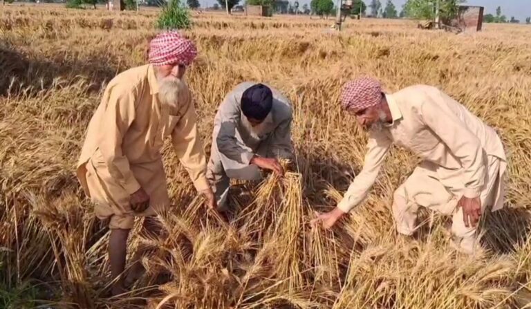 ਫਰੀਦਕੋਟ ’ਚ ਮੀਂਹ ਨਾਲ  200 ਏਕੜ ਕਣਕ ਬਰਬਾਦ/ ਪੱਕ ਕੇ ਤਿਆਰ ਕਣਕ ’ਚ ਖੜ੍ਹਿਆ ਮੀਂਹ ਦਾ ਪਾਣੀ/ ਕਿਸਾਨਾਂ ਵੱਲੋਂ ਸਰਕਾਰ ਅੱਗੇ ਮਦਦ ਲਈ ਗੁਹਾਰ