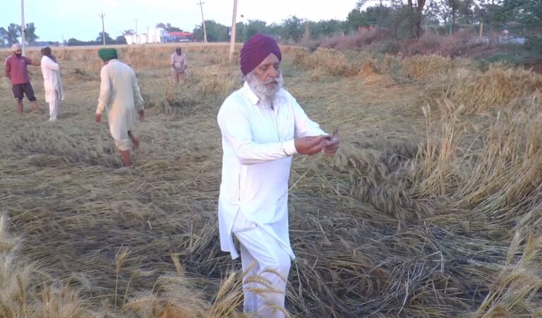 ਫਰੀਦਕੋਟ ’ਚ ਬੇਮੌਸਮੀ ਬਰਸਾਤ ਦਾ ਕਹਿਰ/ ਕਣਕ ਦੀ ਫਸਲ ਦਾ 80 ਫੀਸਦੀ ਤਕ ਨੁਕਸਾਨ/ 50 ਹਜ਼ਾਰ ਪ੍ਰਤੀ ਏਕੜ ਮੁਆਵਜ਼ੇ ਦੀ ਮੰਗ