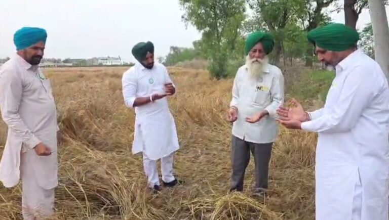 ਫਰੀਦਕੋਟ ’ਚ ਮੀਂਹ ਦੇ ਗੜ੍ਹੇਮਾਰੀ ਨਾਲ ਫਸਲਾਂ ਤਬਾਹ/ ਕਿਸਾਨ ਜਥੇਬੰਦੀਆਂ ਨੇ ਸਰਕਾਰ ਕੋਲੋਂ ਮੰਗਿਆ ਮੁਆਵਜ਼ਾ/ ਕਿਸਾਨਾਂ ਲਈ ਬੀਮਾ ਯੋਜਨਾ ਦੀ ਮੰਗ ਉਠੀ