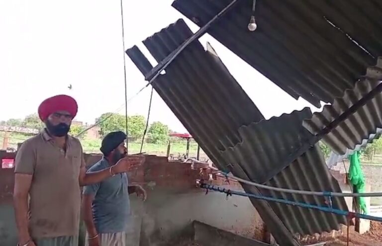 ਪੱਟੀ ’ਚ ਤੇਜ਼ ਮੀਂਹ-ਹਨੇਰੀ ਦਾ ਕਹਿਰ/ ਗਰੀਬ ਕਿਸਾਨ ਦਾ ਹੋਇਆ ਭਾਰੀ ਨੁਕਸਾਨ/ ਸਰਕਾਰ ਅੱਗੇ ਮਦਦ ਲਈ ਲਾਈ ਗੁਹਾਰ