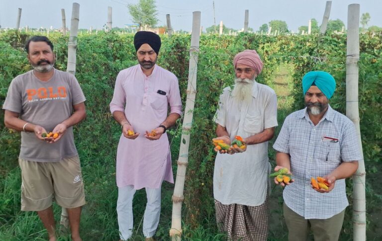 ਅੰਮ੍ਰਿਤਸਰ ਦੇ ਸਬਜ਼ੀ ਕਾਸ਼ਤਕਾਰ ਮੀਂਹ ਤੋਂ ਪ੍ਰੇਸ਼ਾਨ/ ਲਗਾਤਾਰ ਮੀਂਹ ਕਾਰਨ ਸਬਜ਼ੀਆਂ ਦਾ ਨੁਕਸਾਨ/ ਸਰਕਾਰ ਤੋਂ ਕਿਸਾਨਾਂ ਦੀ ਲੁੱਟ ਰੋਕਣ ਦੀ ਮੰਗ